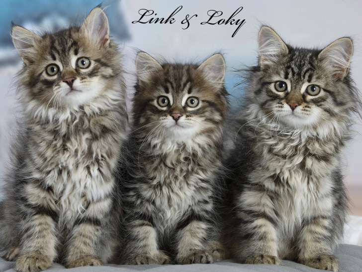 Link & Loky