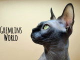 Gremlins World