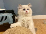 Mâle Blue Bicolore Chaton