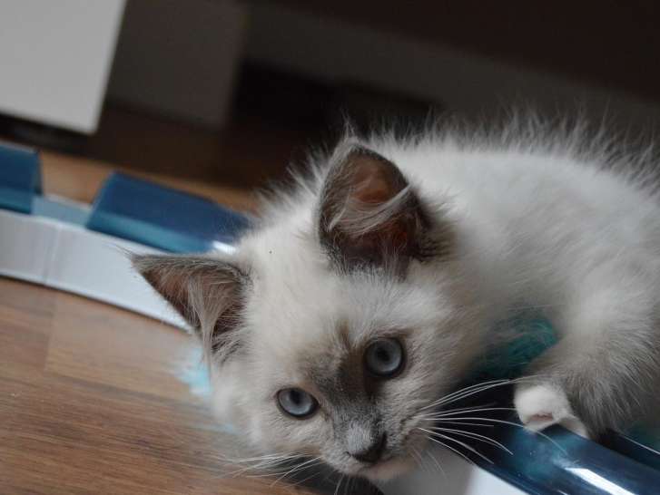 Shelby blue Mitted