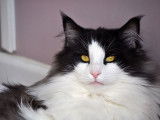 Leo