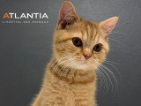 Atlantia