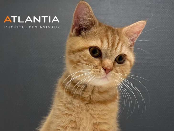 Atlantia