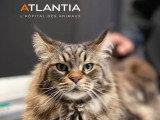 Atlantia