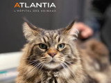 Atlantia
