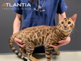 Atlantia