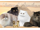 Chatterie d'Ismaïlia