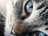 Chat’va de soi