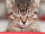Chat’va de soi