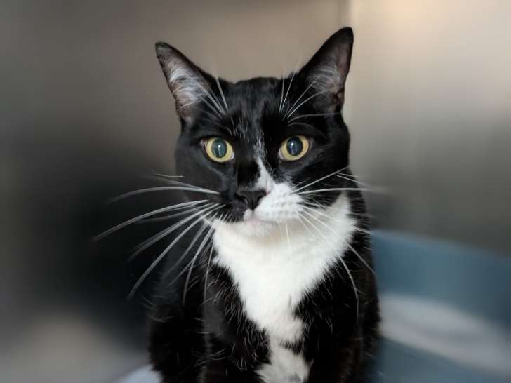 Clinique vétérinaire des Écrins