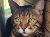 Sir Bengal