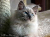 Jade jewel eternal Des Douces Patounes