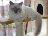 Doll-Maine Blue