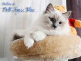 Doll-Maine Blue