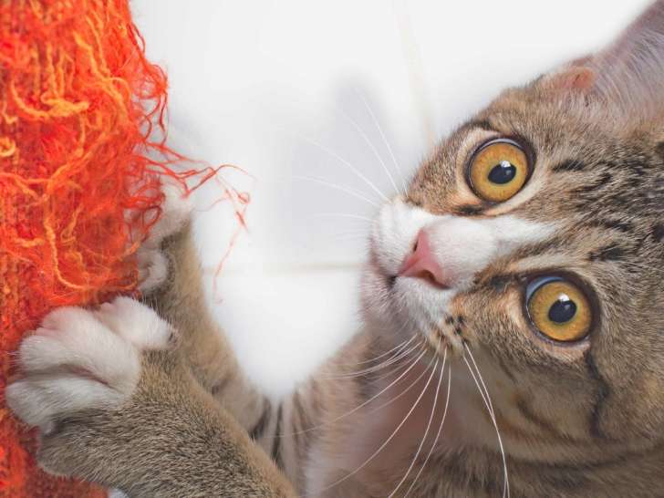 Clinique vétérinaire de l'étoile de Buech