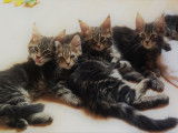 De catcoon Aimerod