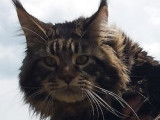 De catcoon Aimerod