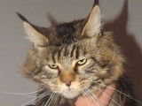 De catcoon Aimerod