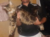De catcoon Aimerod