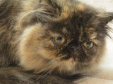 Jade Deux De Timecat