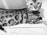 Bengal's Paname