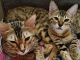 Bengal's Paname