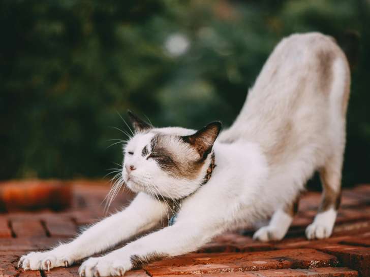 Clinique vétérinaire Ric et Rac