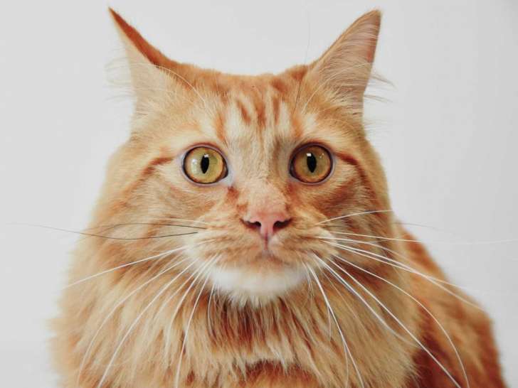 Clinique des Clausonnes