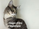 Sogni d'Oro Valériane femelle 6 mois disponible