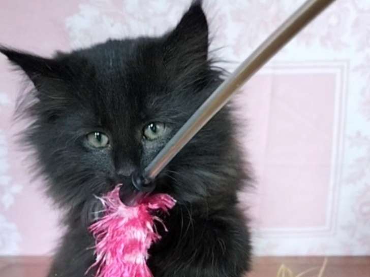 Chatonne Norvègienne black smoke loof