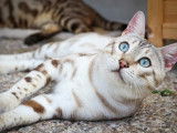 Diamond Bengal