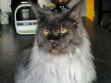 Saphir