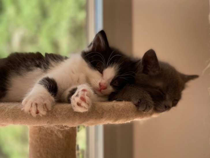 Clinique vétérinaire du Toulon