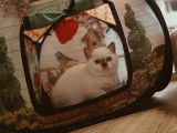 Des Boiratoux Cat's