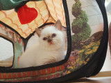 Des Boiratoux Cat's