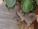 Des Boiratoux Cat's