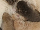 Des Boiratoux Cat's