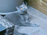 Des Boiratoux Cat's