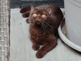 Des Boiratoux Cat's