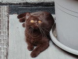 Des Boiratoux Cat's