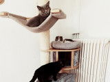 Des Boiratoux Cat's