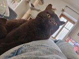 Des Boiratoux Cat's