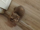 Des Boiratoux Cat's