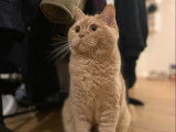 Des Boiratoux Cat's