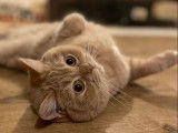 Des Boiratoux Cat's