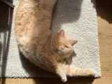 Des Boiratoux Cat's