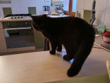 Des Boiratoux Cat's