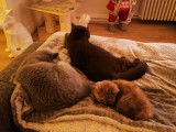 Des Boiratoux Cat's