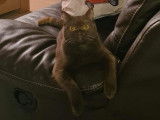 Des Boiratoux Cat's
