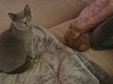 Des Boiratoux Cat's